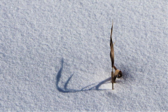 "Snow Shadow", by Rose Versnick Underwood