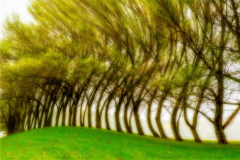 "Doing the Wave", by Sandra Roemer