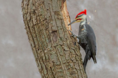 "A Woodpecker Pecking Wood", by Katherine Waybrant, 10 place tied