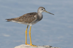"Yellowlegs", by Jennifer Leat. 10th place tied