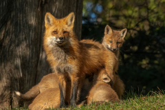 "Red Fox Family", by Karen von Knobloch, 4th place tied