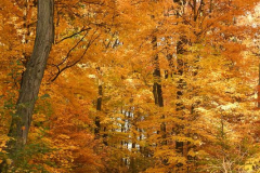 "Walk into Fall", by Marlene Coulter