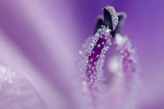 "Purple Stamens", by Cheryl Harvey