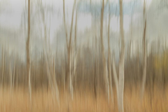 "Birch Trees", by Bonnie Schaffer